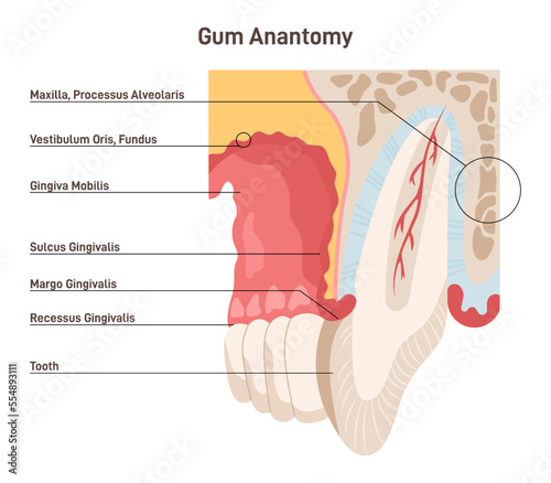 Human gum or gingiva structure. Connective tissue covered with mucous
