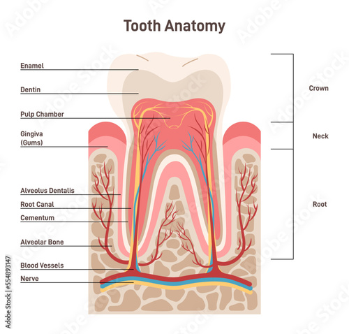 Human tooth structure. Cross section scheme representing tooth layers.