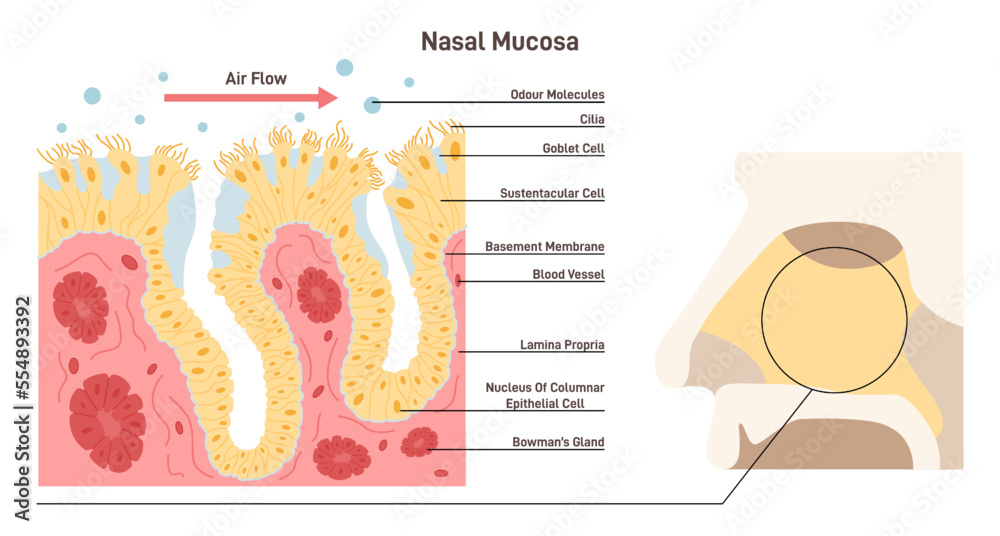 Nasal mucosa anatomy. Nasal mucous membrane lining the respiratory tract - obrazy, fototapety, plakaty 