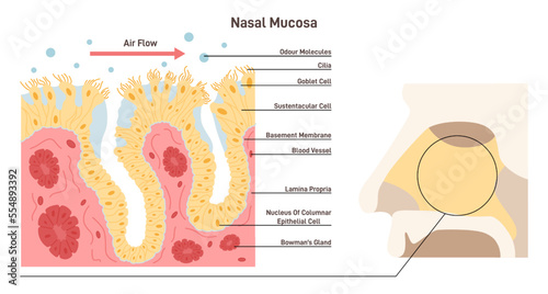 Nasal mucosa anatomy. Nasal mucous membrane lining the respiratory tract photo