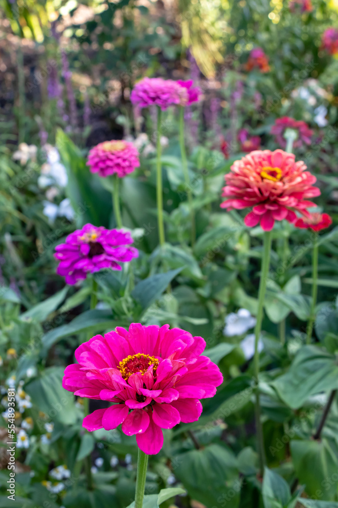 Zinnia elegans, violacea, a flowering plants in the family Asteraceae. Pink, purple and red blooms, yellow centre, long green stem, and blurry background with garden Zinnia elegans, violacea, a flowering plants in the family Asteraceae. Pink, purple and red blooms, yellow centre, long green stem, and blurry background with garden