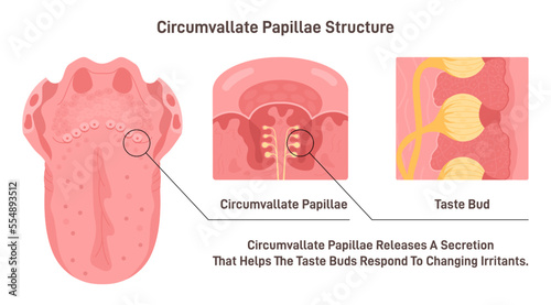 Circumvallate papillae structure. Taste receptors of the tongue placed photo