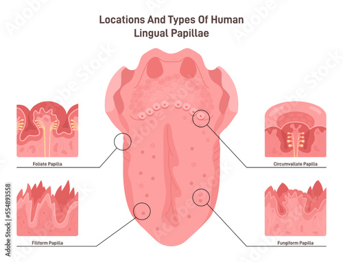 Human tongue papillae types and structure. Muscular organ taste receptors photo