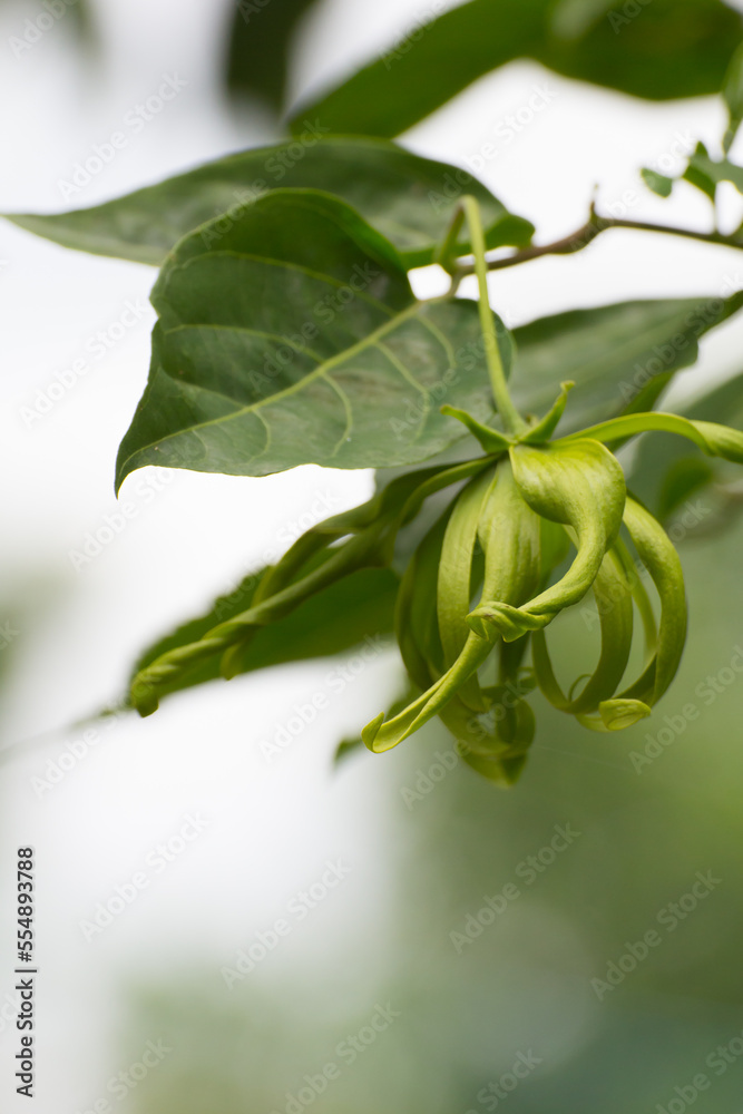 Ylang-ylang flower, Perfume Tree, ka dang nga Ylang-ylang flower, Perfume Tree, ka dang nga