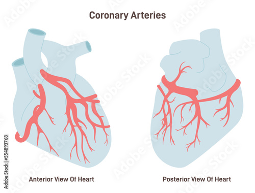 Coronary arteries of the heart. Anterior and posterior view. Circulatory system