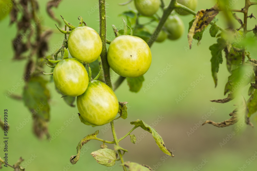 Green unripe tomatoes growing on the branches. green tomatoes ripening in a greenhouse. Green tomato growing on branch. Green cherry tomatoes growing in the garden. Green unripe tomatoes growing on the branches. green tomatoes ripening in a greenhouse. Green tomato growing on branch. Green cherry tomatoes growing in the garden.