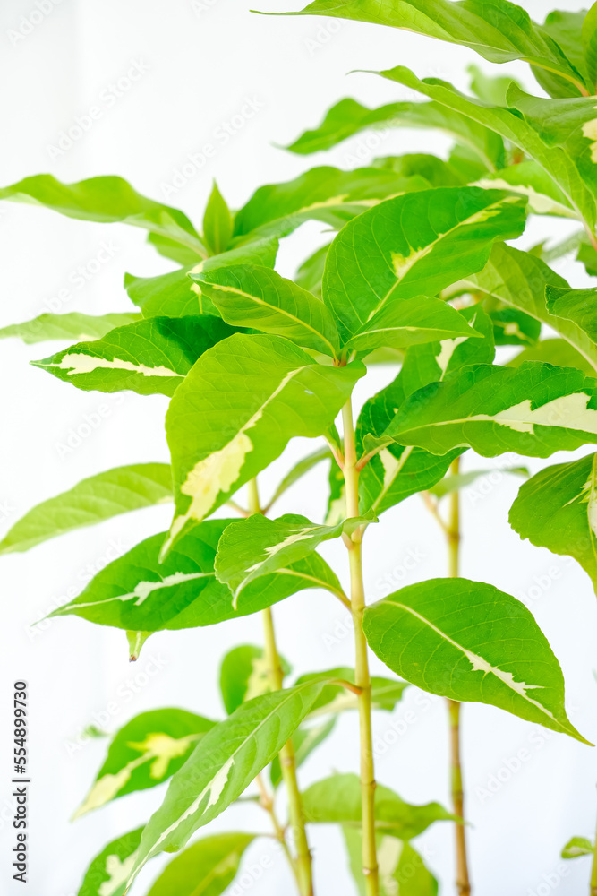 Gold leaves or Caricature plant (Graptophyllum pictum), isolated on white background. Small houseplant flowerpot with green and yellow leaf for home or office decorations. Texture close up, top view Gold leaves or Caricature plant (Graptophyllum pictum), isolated on white background. Small houseplant flowerpot with green and yellow leaf for home or office decorations. Texture close up, top view