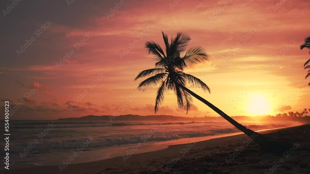 The silhouette of the palm tree over the sea at sunset. Beautiful golden sunset on a wild tropical beach.