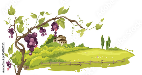Landscape with vineyard / Vector illustration, vine on the background of the fields

