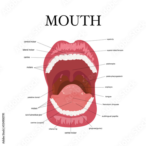 Visual aid of human open mouth anatomy and dentistry.Structure of oral cavity. Human mouth anatomy model with captions. Infographic design for educational poster. Vector illustration flat design.