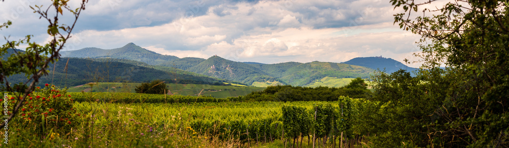 Piémont des Vosges recouvert de vignoble et de forêt, CEA, Alsace, Vosges alsacienne, Grand Est, France