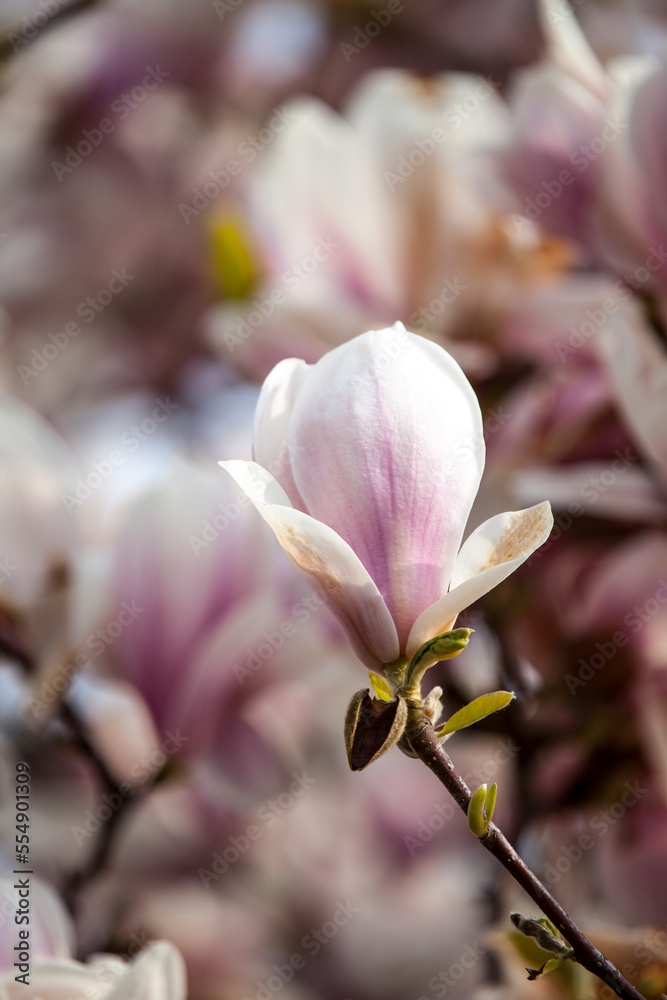 Fototapeta premium Magnolienblüte close up