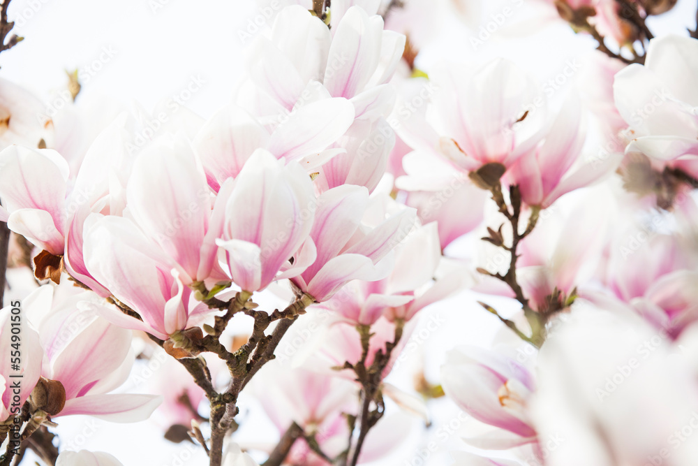 Magnolienblüten Magnolienblüten
