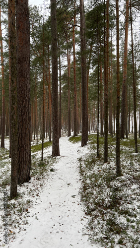 Pine trees covered with snow on frosty sunny day in winter. Wonderful winter panorama, snowy forest concept