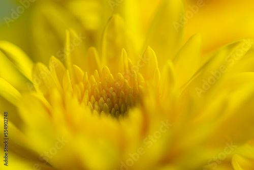 Yellow macro flower Macro yellow flower backdrop Yellow chrysanthemum flower blossom  close up macro. Yellow Chrysanthemums   mums or chrysanths   flowering head. Chrysanthemum full Bloom petals