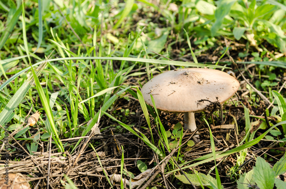 White mushrooms on a green grassy glade in front of the forest. White mushrooms on a green grassy glade in front of the forest.