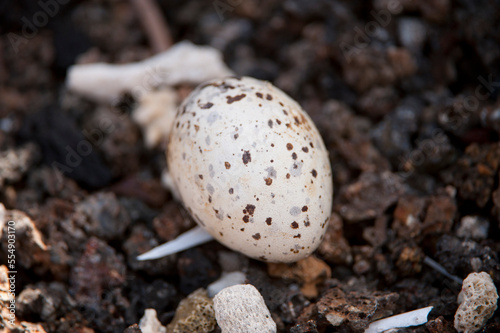 Close-up of the speckled egg of a swallow-tailed gull, Creagrus furcatus, on Tower Island in Galapagos National Park; Tower Island, Galapagos Islands, Ecuador