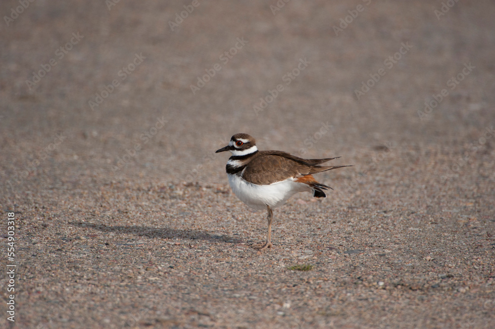 Killdeer (Charadrius vociferus) on the Dietlein Ranch in the Nebraska Sandhills, Crescent Lake National Wildlife Refuge, Nebraska, USA; Nebraska, United States of America Killdeer (Charadrius vociferus) on the Dietlein Ranch in the Nebraska Sandhills, Crescent Lake National Wildlife Refuge, Nebraska, USA; Nebraska, United States of America