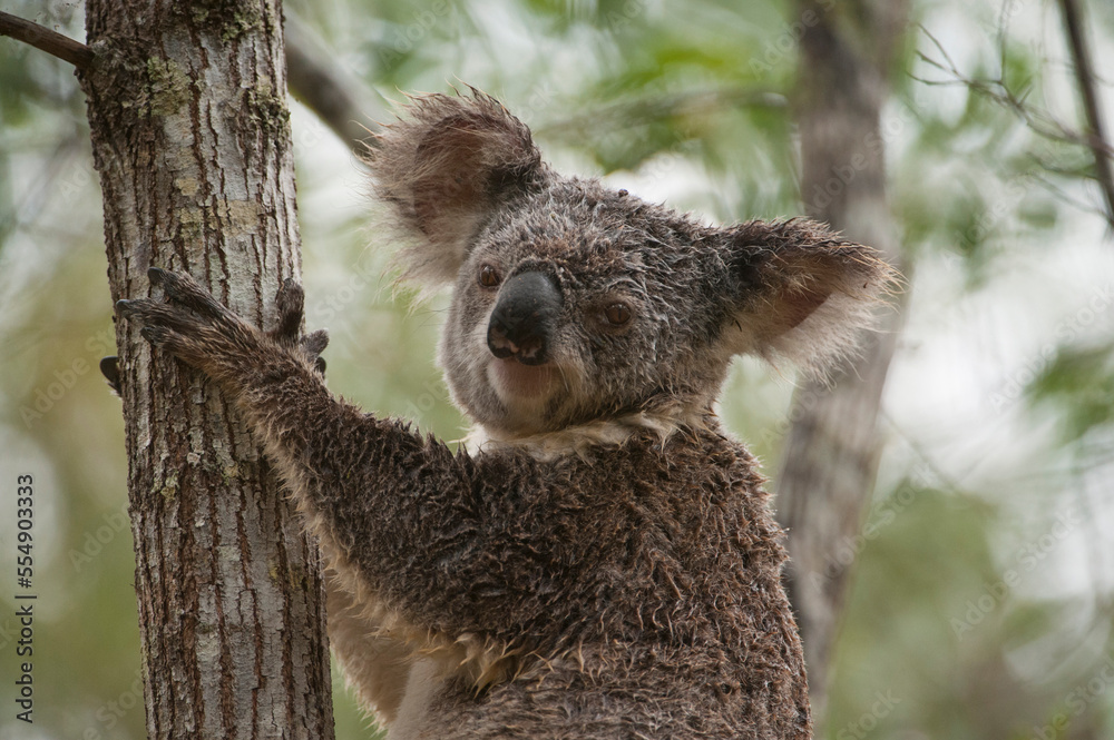 Federally threatened koala (Phascolarctos cinereus) with cystitis or