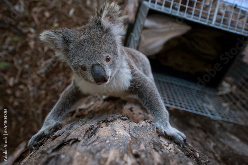 Federally threatened koala (Phascolarctos cinereus) is relocated to a safer place in the wild, released from it's cage and climbing a tree; Petrie, Queensland, Australia