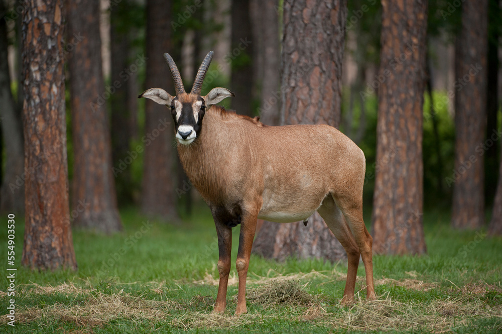 Roan antelope (Hippotragus equinus) at White Oak Conservation Center; Yulee, Florida, United States of America Roan antelope (Hippotragus equinus) at White Oak Conservation Center; Yulee, Florida, United States of America