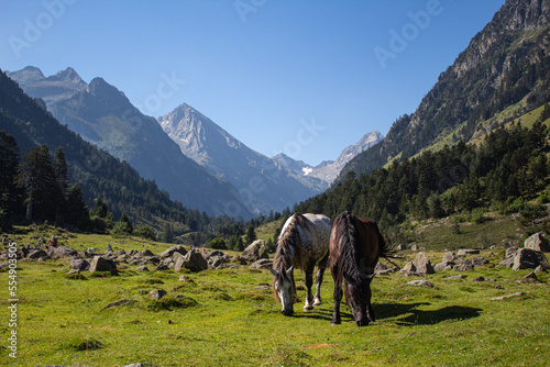 Couple of horses in mountains  USA