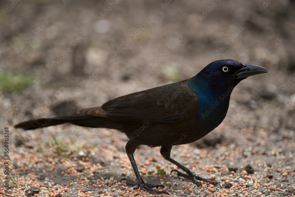 Common grackle (Quiscalus quiscula) eats bird food off the ground; Lincoln, Nebraska, United States of America Common grackle (Quiscalus quiscula) eats bird food off the ground; Lincoln, Nebraska, United States of America