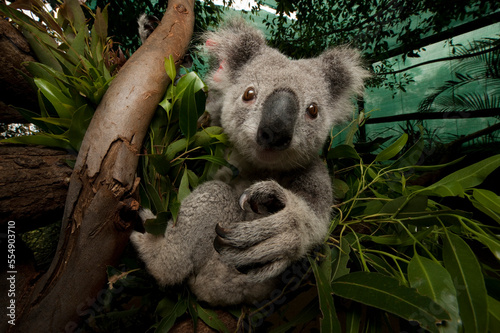 Wounded federally threatened Koala (Phascolarctos cinereus) recuperates in a hospital; Beerwah, Queensland, Australia photo