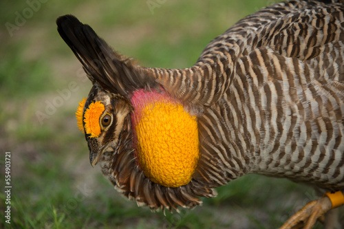 Portrait of an endangered, booming Attwater's prairie chicken (Tympanuchus cupido attwateri) at a zoo; Tyler, Texas, United States of America photo