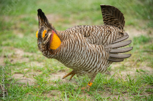 Portrait of an endangered Attwater's prairie chicken (Tympanuchus cupido attwateri) at a zoo; Tyler, Texas, United States of America