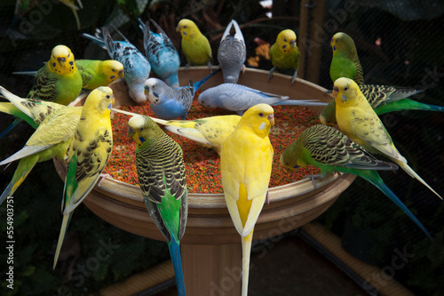 Parakeets eating seed at a feeder; New Orleans, Louisiana, United States of America photo