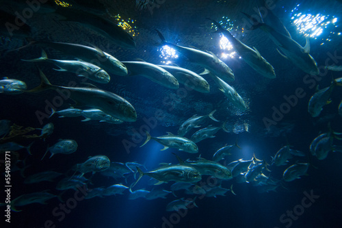 Crevalle jacks (Caranx hippos) swimming in a tank in an aquarium with lights above the surface of the water; Omaha, Nebraska, United States of America photo