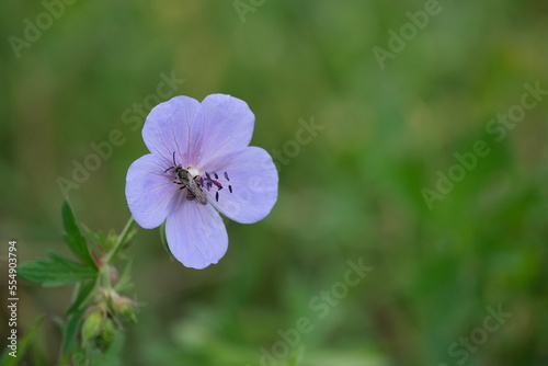 Meadow geranium blue blooming flower and the bee