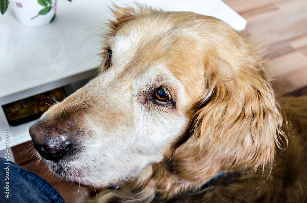 Close up of beautiful Golden Retriever with sweet look Close up of beautiful Golden Retriever with sweet look