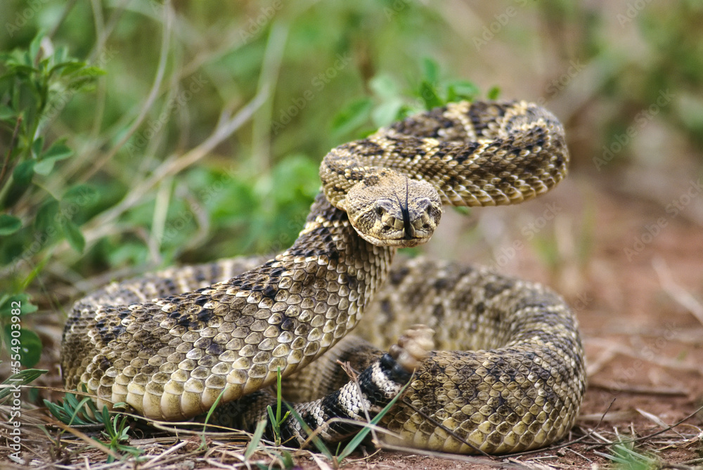 Western diamondback rattlesnake (Crotalus atrox) ready to strike; Magnum, Oklahoma, United States of America Western diamondback rattlesnake (Crotalus atrox) ready to strike; Magnum, Oklahoma, United States of America