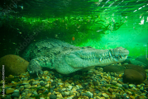 Orinoco crocodile (Crocodiles intermedium) underwater in a zoo tank; Nilo, Cundinamarca, Colombia photo