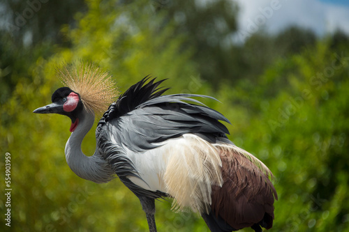 Portrait of an East African crowned crane (Balearica regulorum gibbericeps), at Le Parc des Oiseaux, a bird park in the town of Villars Les Dombes, France; Villars les Dombes, France photo