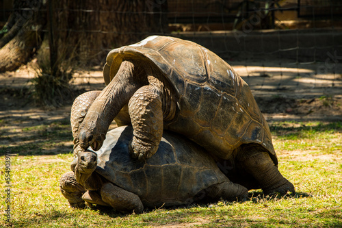 Two vulnerable Aldabra giant tortoises (Aldabrachelys gigantea) at a zoo in Madagascar; Antananarivo, Madagascar photo