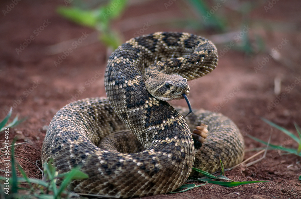 Rattlesnake coils up to threaten away the photographer; Mangum, Oklahoma, United States of America Rattlesnake coils up to threaten away the photographer; Mangum, Oklahoma, United States of America
