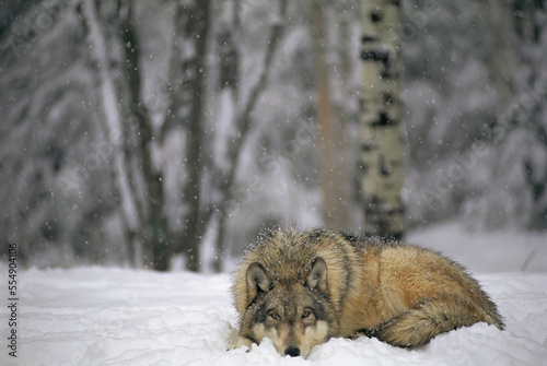 Gray wolf (Canis lupus) lays in the fresh fallen snow of the International Wolf Center in Ely, northern Minnesota, USA; Ely, Minnesota, United States of America photo
