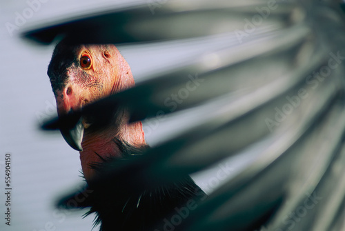 View of a California condor (Gymnogyps californianus) through its own primary feathers; San Diego, California, United States of America photo