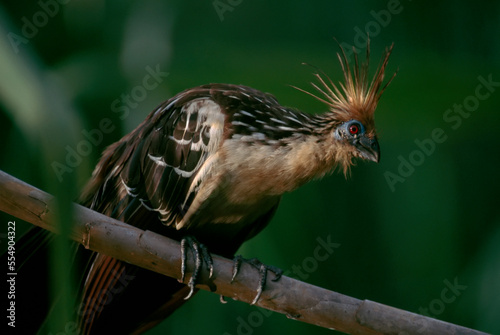 Hoatzin (Opisthocomus hoazin), a turkey-sized primitive bird, rests on a branch in the rainforest of Madidi National Park; Bolivia photo