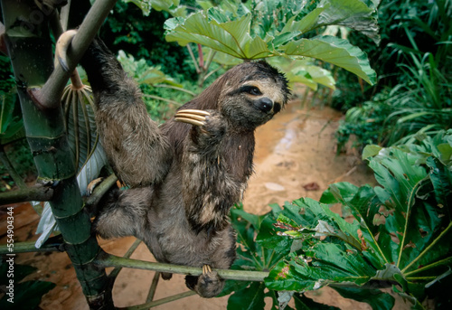 Three-toed sloth (Bradypodidae) hangs on to an Ambaibo tree (Cercopia sp.) along the Tuichi River in Madidi National Park; Bolivia photo
