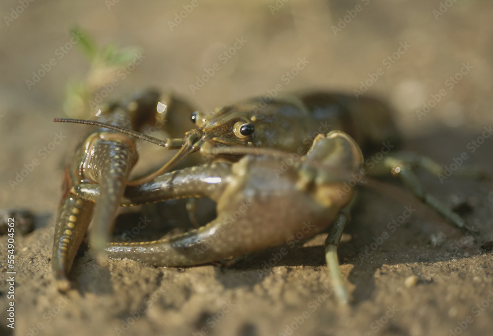 Close-up of a Crayfish on the shore of a Leech Lake in Minnesota, USA; Minnesota, United States of America Close-up of a Crayfish on the shore of a Leech Lake in Minnesota, USA; Minnesota, United States of America