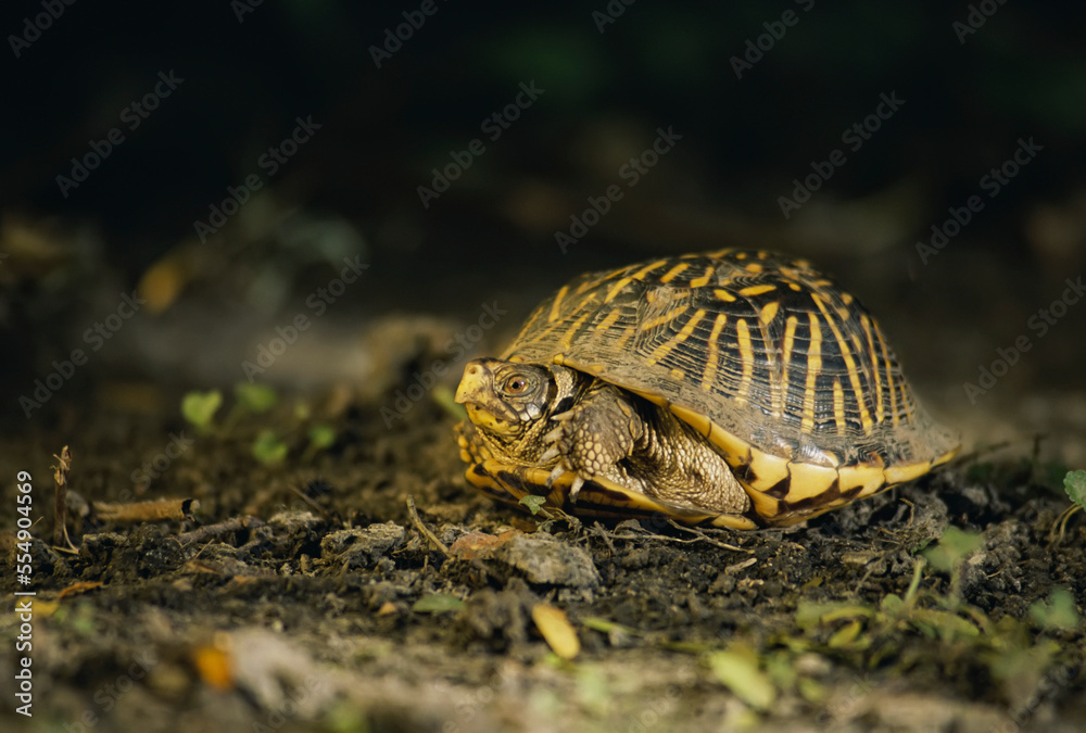 Nervous female Ornate box turtle (Terrapene ornata) retreats into her shell; Flint Hills, Kansas, United States of America Nervous female Ornate box turtle (Terrapene ornata) retreats into her shell; Flint Hills, Kansas, United States of America