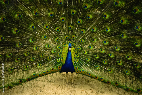 Male peacock (Pavo sp.) displays his beautiful feathers and plumage at a zoo; Lincoln, Nebraska, United States of America photo
