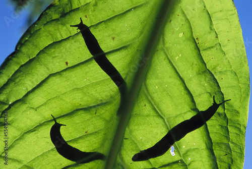 Close view of banana slugs (Ariolimax sp.) silhouetted atop a leaf; Vancouver Island, British Columbia, Canada photo