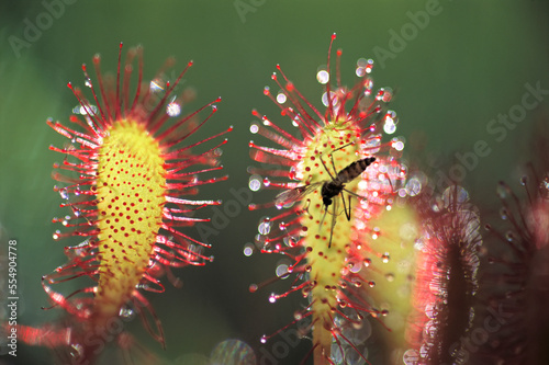 Dead mosquito lays on an insectivorous round-leaved sundew plant (Drosera rotundifolia), Clayoquot Sound, Vancouver Island, BC, Canada; British Columbia, Canada