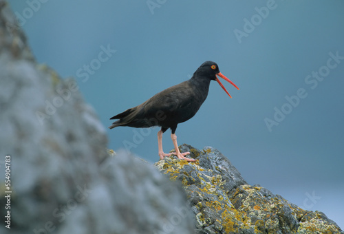 Close view of a Black oystercatcher (Haematopus bachmani) on a lichen-covered rock, Florencia Islet, Clayoquot Sound, Vancouver Island, BC, Canada; British Columbia, Canada photo