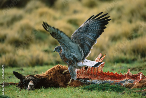 Black buzzard-eagle (Geranoaetus melanoleucus) feeds on a llama carcass (Lama glama) in the Atacama Desert; Chile photo